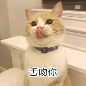 男朋友把猫打了一顿扔出去了,男朋友打我养的猫怎么办