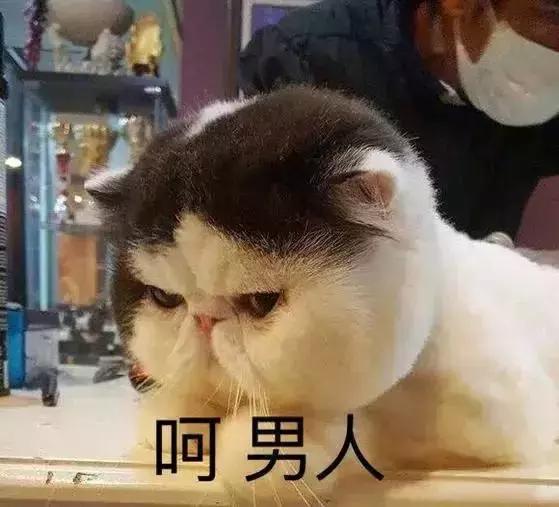 男朋友把猫打了一顿扔出去了,男朋友打我养的猫怎么办