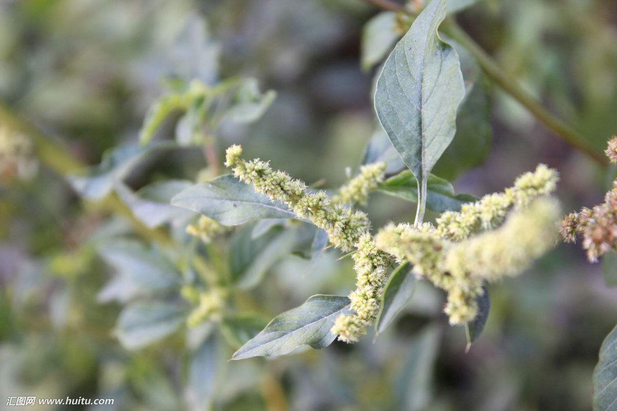 中药材苋菜,刺苋菜野生中药材