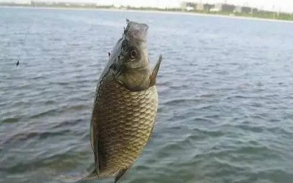 钓大鲫鱼学会这5招,大鲫鱼另类钓法