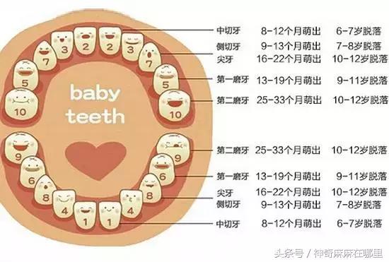 乳牙磕掉半颗怎么办,宝宝乳牙磕掉一小块怎样补救