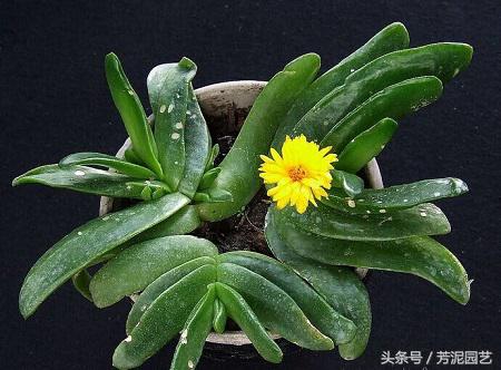 佛手掌多肉的扦插方法,佛手掌的养殖方法和注意事项图片