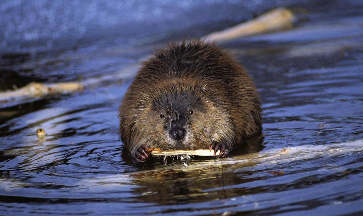 新英格兰和纽约,英格兰和塞维利亚的关系