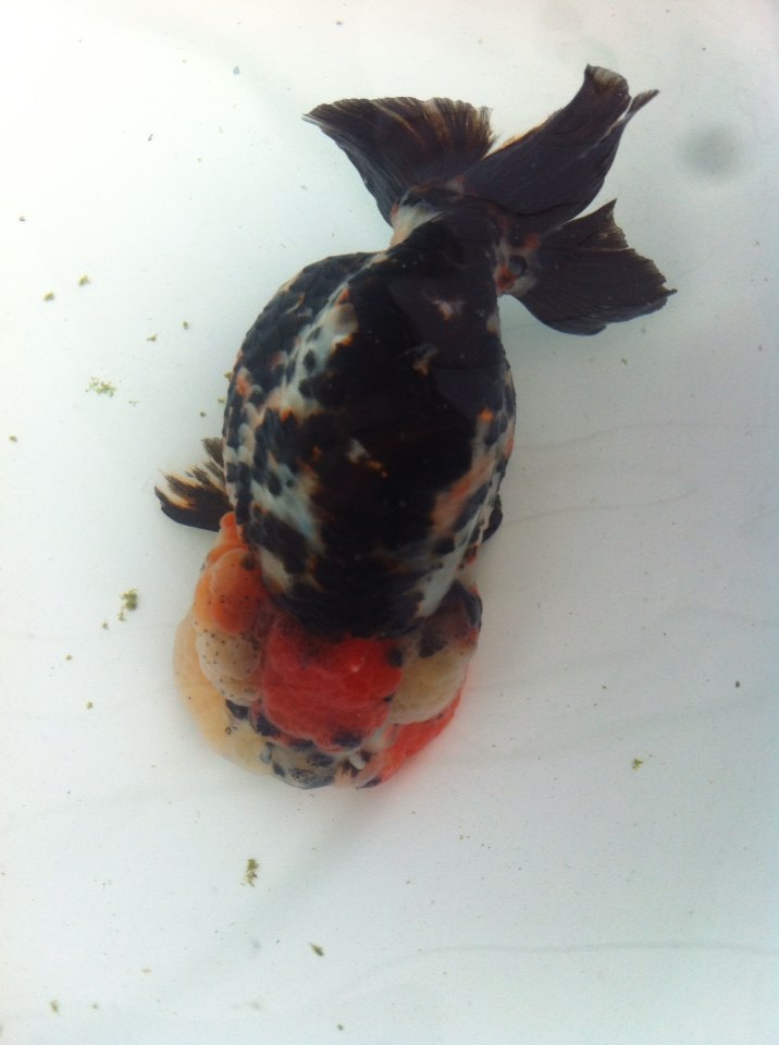 金鱼最佳喂食方法,金鱼怎么喂食最快最好