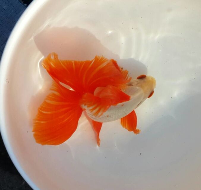 金鱼最佳喂食方法,金鱼怎么喂食最快最好