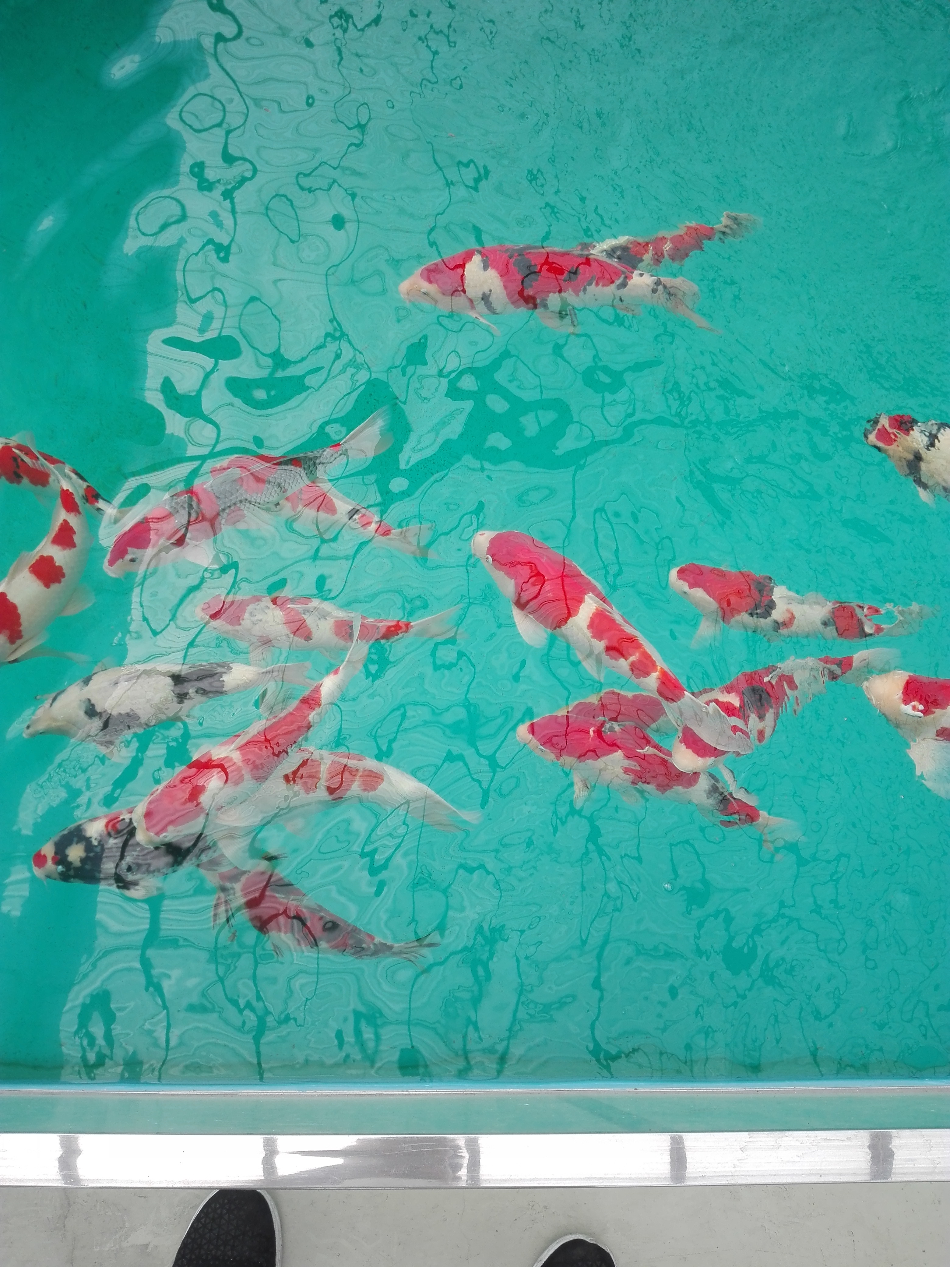 养鱼要培养什么菌,养鱼用什么水产菌种