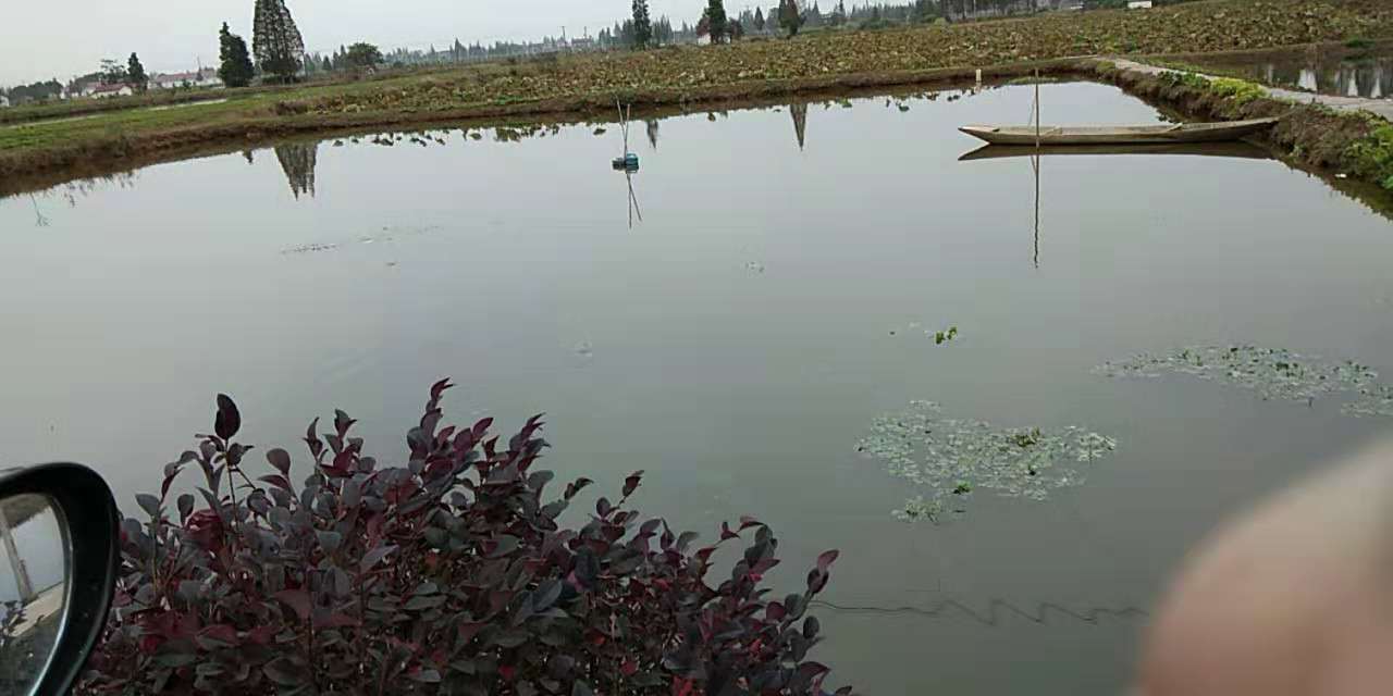 常见鱼病寄生虫防治,鱼类寄生虫哪种最危险