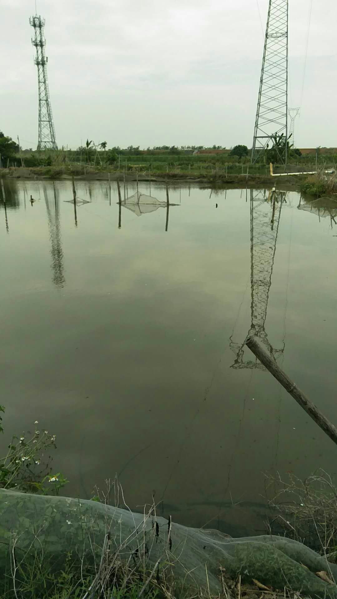 养鱼要培养什么菌,养鱼用什么水产菌种