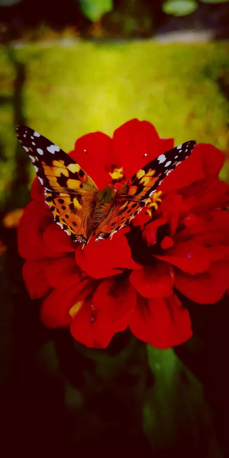 凝视着星星之火的凝视是什么意思,凝视是什么意思