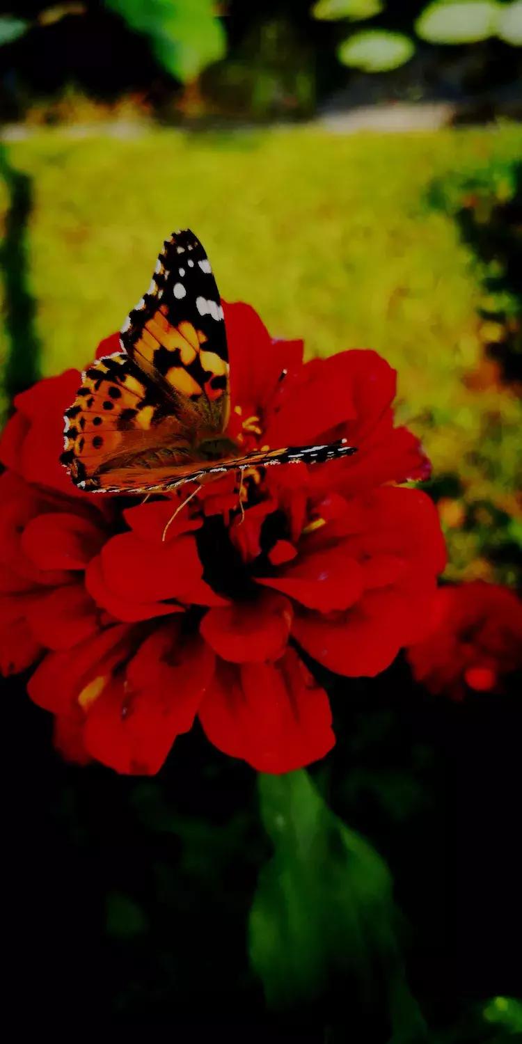 凝视着星星之火的凝视是什么意思,凝视是什么意思