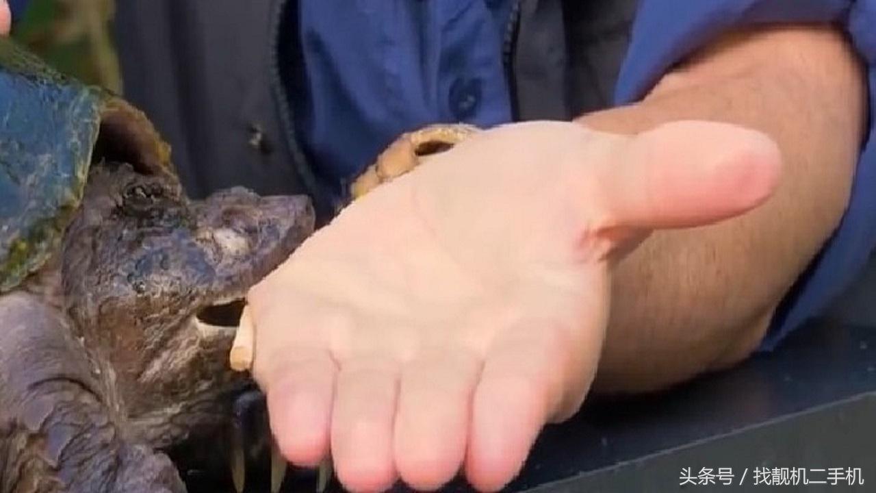 鳄龟的咬合力到底有多变态,鳄龟咬合力有多强大