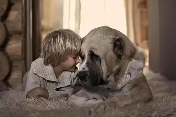 适合作为宠物饲养的伴侣犬,最适合陪宝宝的宠物犬