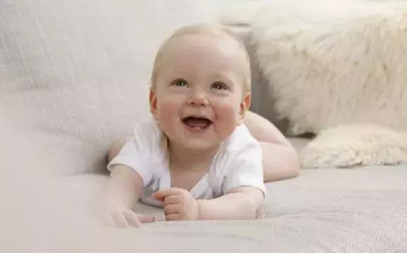 适合作为宠物饲养的伴侣犬,最适合陪宝宝的宠物犬