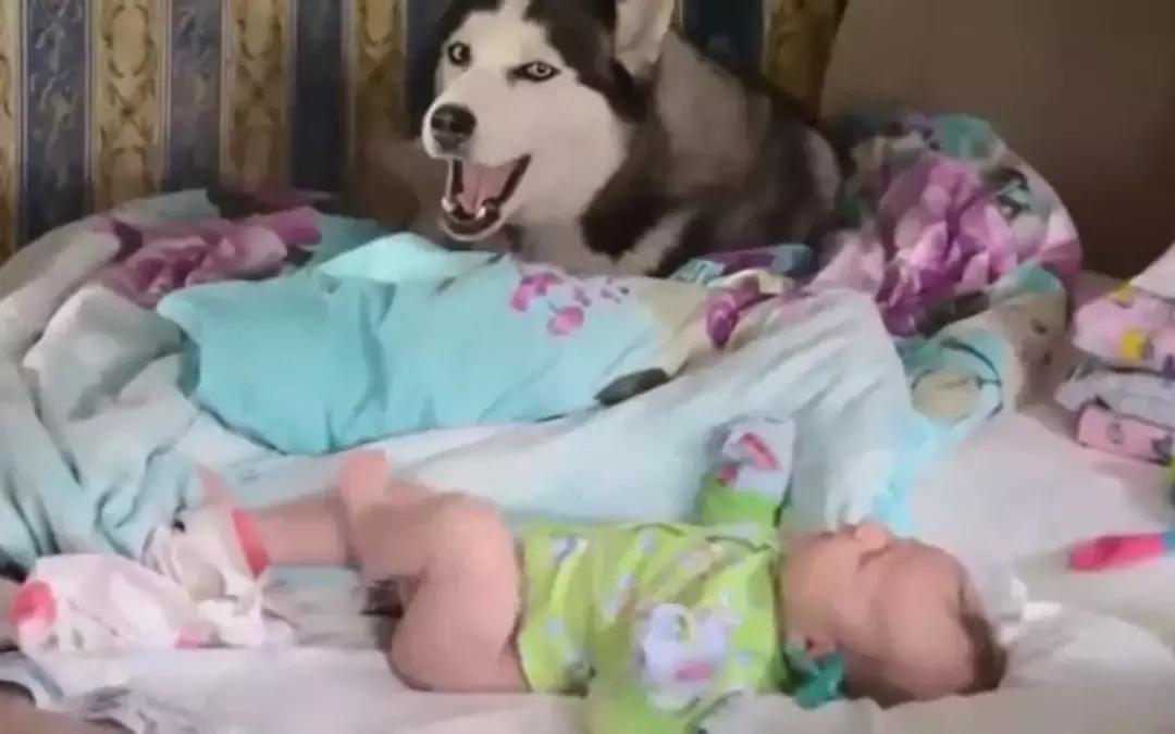 适合作为宠物饲养的伴侣犬,最适合陪宝宝的宠物犬