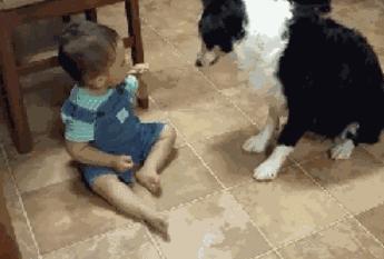 适合作为宠物饲养的伴侣犬,最适合陪宝宝的宠物犬