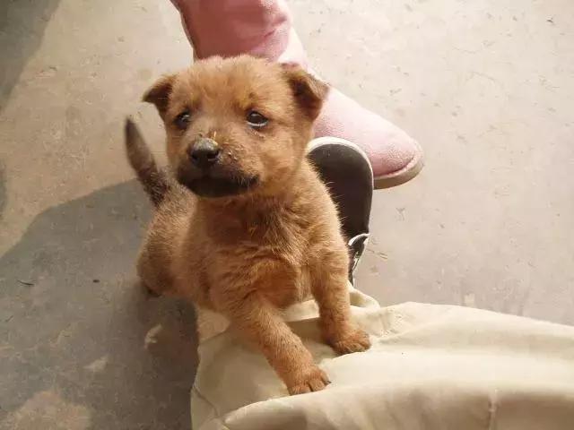 适合作为宠物饲养的伴侣犬,最适合陪宝宝的宠物犬