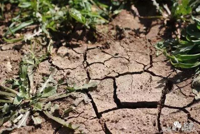 花盆如何解决土壤板结,田地土壤板结怎么快速解决