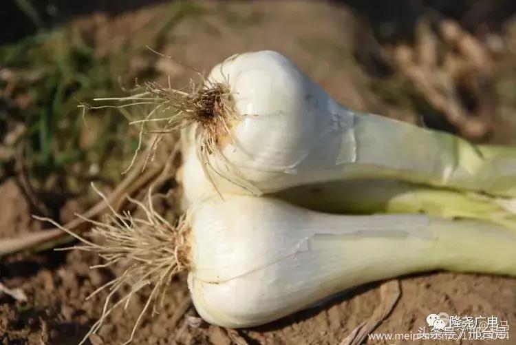 邢台隆尧特色小吃,邢台隆尧好吃的美食推荐