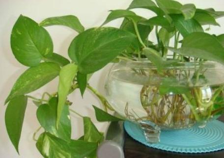 水培绿萝根部腐烂怎么补救,水培绿萝叶子发黄解决方法
