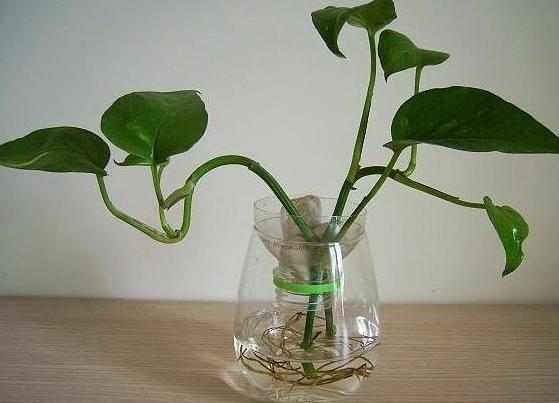 水培绿萝根部腐烂怎么补救,水培绿萝叶子发黄解决方法