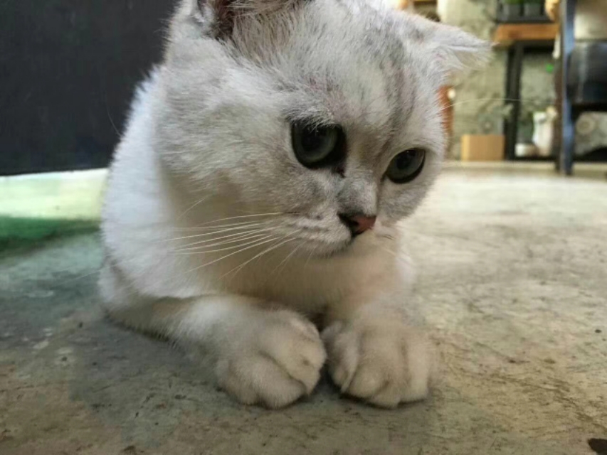 慵懒喵喵吸猫场所,吸猫者必去的十个地方