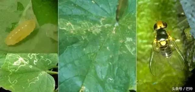 枇杷果实虫害防治及图谱,果树主要虫害识别与防治彩色图谱