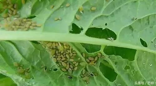 枇杷果实虫害防治及图谱,果树主要虫害识别与防治彩色图谱