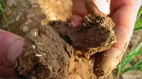 枇杷果实虫害防治及图谱,果树主要虫害识别与防治彩色图谱