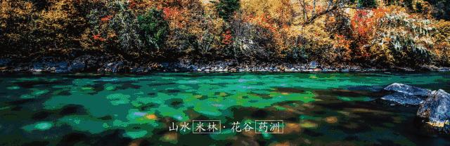 藏香猪卡C位的另类奋斗史