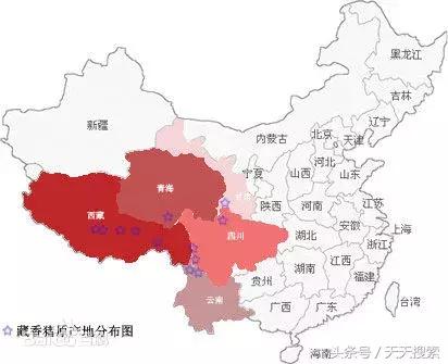 藏香猪卡C位的另类奋斗史