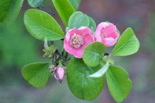 国风卫风木瓜的朗读停顿,国风卫风木瓜诗配画