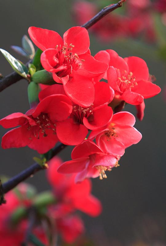 国风卫风木瓜的朗读停顿,国风卫风木瓜诗配画