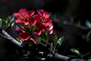 国风卫风木瓜的朗读停顿,国风卫风木瓜诗配画