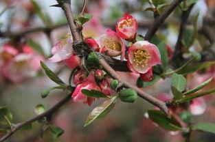 国风卫风木瓜的朗读停顿,国风卫风木瓜诗配画