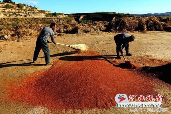 十月金秋河曲农村变化大