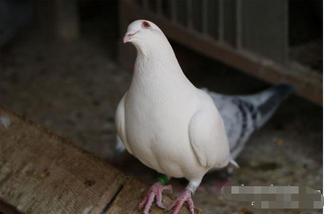 信鸽飞家里什么征兆,家鸽最怕什么