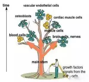 干细胞和免疫细胞同时回输,免疫细胞和干细胞相关知识