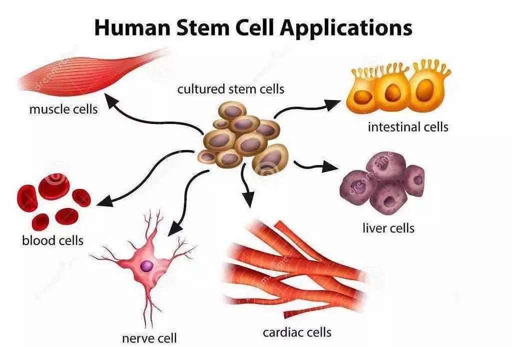 干细胞和免疫细胞同时回输,免疫细胞和干细胞相关知识