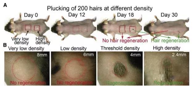 干细胞和免疫细胞同时回输,免疫细胞和干细胞相关知识