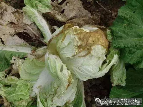 大白菜常见病害图谱,大白菜病害图解大全