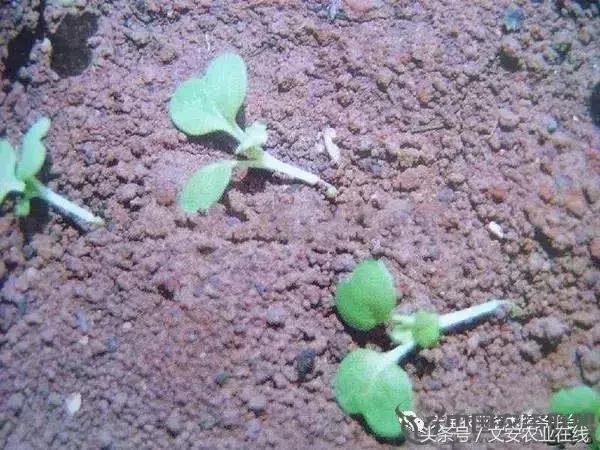 大白菜常见病害图谱,大白菜病害图解大全