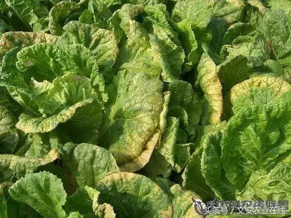大白菜常见病害图谱,大白菜病害图解大全