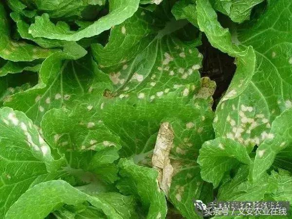 大白菜常见病害图谱,大白菜病害图解大全
