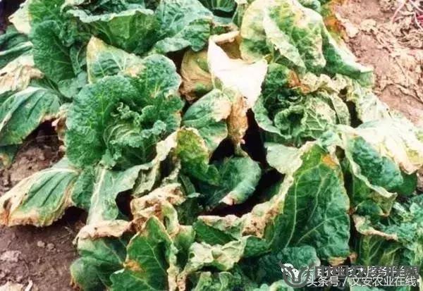 大白菜常见病害图谱,大白菜病害图解大全