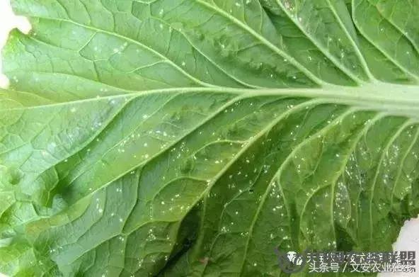 大白菜常见病害图谱,大白菜病害图解大全