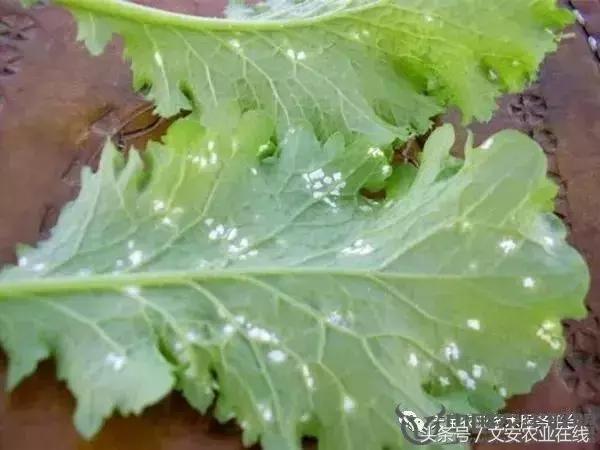 大白菜常见病害图谱,大白菜病害图解大全