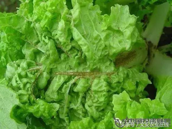 大白菜常见病害图谱,大白菜病害图解大全