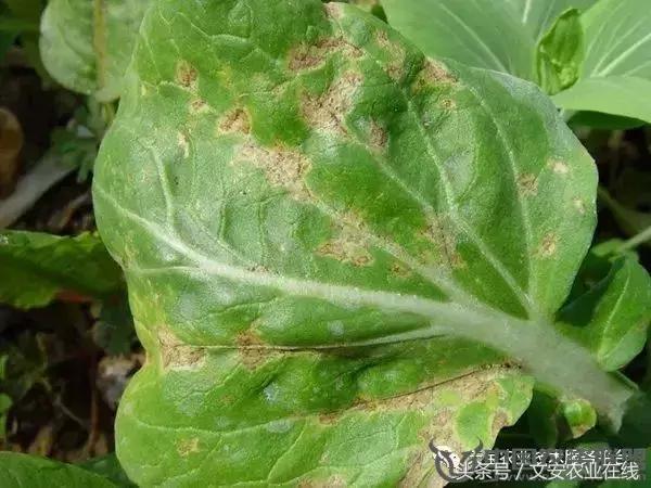 大白菜常见病害图谱,大白菜病害图解大全