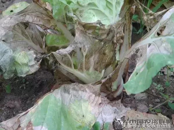 大白菜常见病害图谱,大白菜病害图解大全