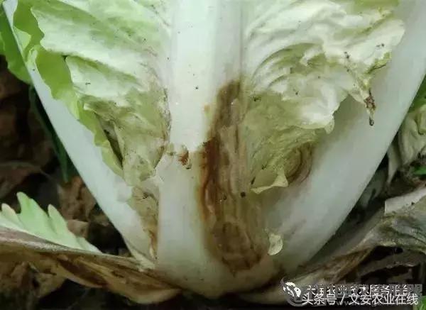 大白菜常见病害图谱,大白菜病害图解大全